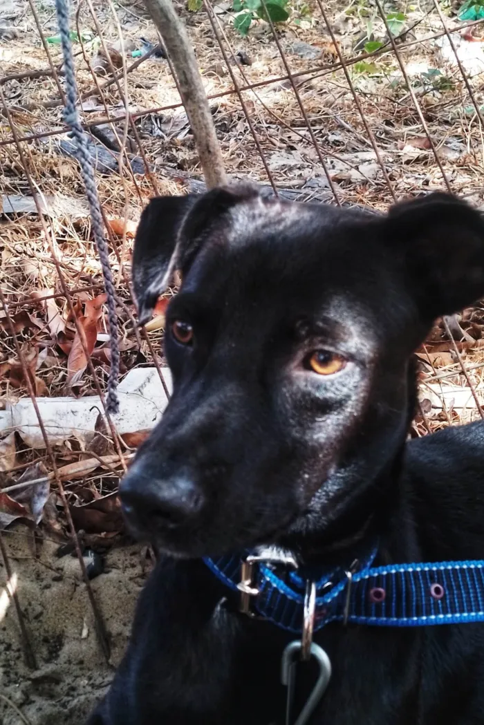 Cachorro ra a SRD-ViraLata idade 1 ano nome Bob