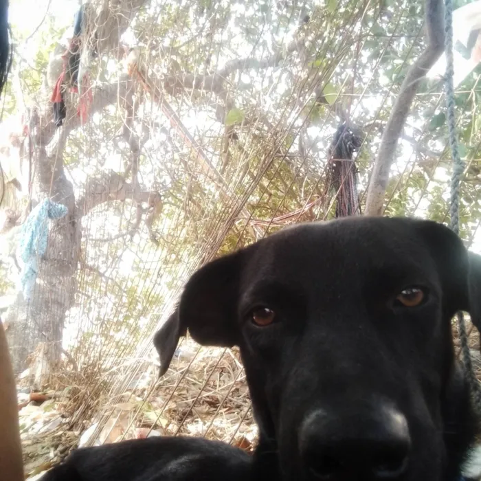 Cachorro ra a SRD-ViraLata idade 1 ano nome Bob