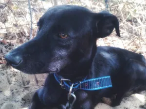 Cachorro raça SRD-ViraLata idade 1 ano nome Bob