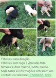 Filhotes para doação