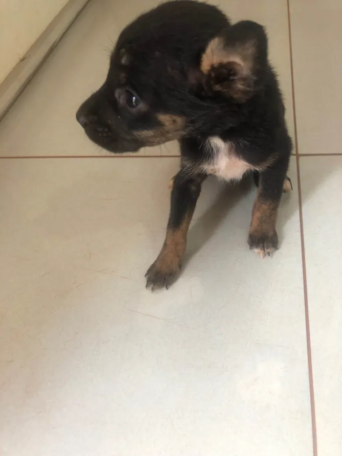 Cachorro ra a SRD-ViraLata idade Abaixo de 2 meses nome Filhotes para doação 