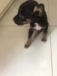 Filhotes para doação