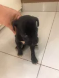 Filhotes para doação