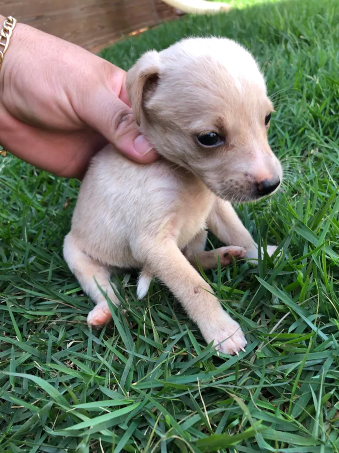 Cachorro ra a SRD-ViraLata idade Abaixo de 2 meses nome Filhotes para doação 