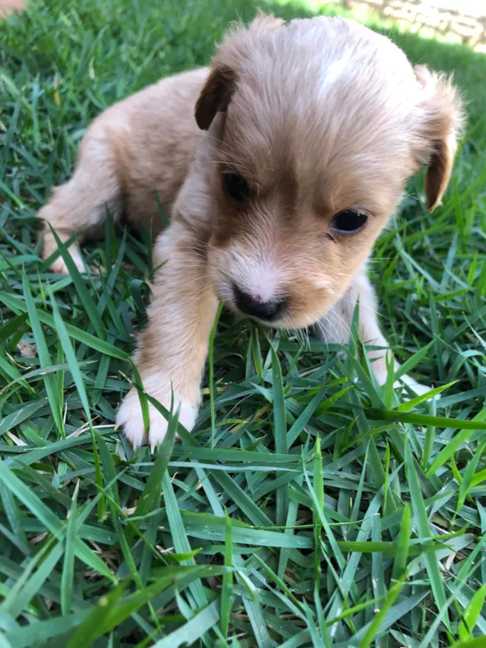 Cachorro ra a SRD-ViraLata idade Abaixo de 2 meses nome Filhotes para doação 