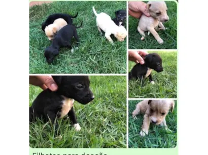 Cachorro raça SRD-ViraLata idade Abaixo de 2 meses nome Filhotes para doação 