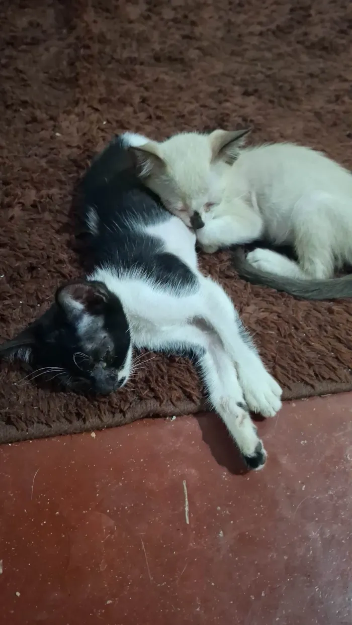 Gato ra a SRD-ViraLata idade 2 a 6 meses nome Não tem