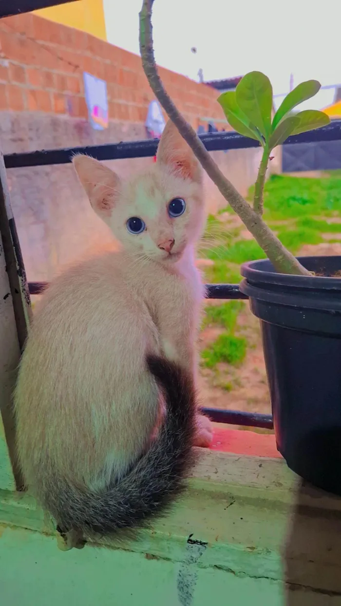 Gato ra a SRD-ViraLata idade 2 a 6 meses nome Não tem