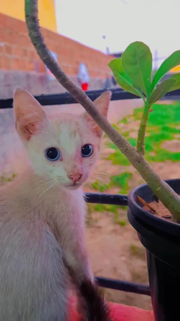 Gato ra a SRD-ViraLata idade 2 a 6 meses nome Não tem