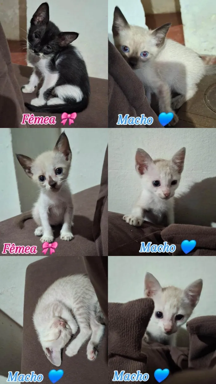 Gato ra a SRD-ViraLata idade 2 a 6 meses nome Não tem