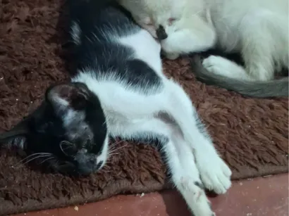 Gato raça SRD-ViraLata idade 2 a 6 meses nome Não tem