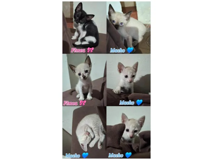 Gato ra a SRD-ViraLata idade 2 a 6 meses nome Não tem