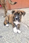 Jimmy bb2meses porte Pequeno