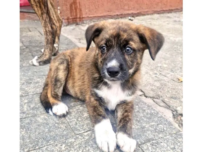 Cachorro ra a SRD-ViraLata idade 2 a 6 meses nome Jimmy bb2meses porte Pequeno 