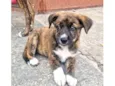 Jimmy bb2meses porte Pequeno