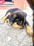 Nescau bb2meses porte Pequeno