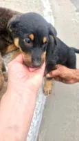 Nescau bb2meses porte Pequeno