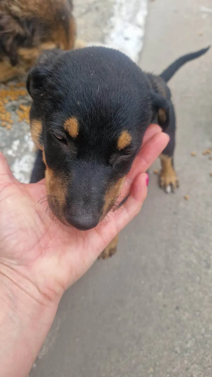 Cachorro ra a SRD-ViraLata idade 2 a 6 meses nome Nescau bb2meses porte Pequeno