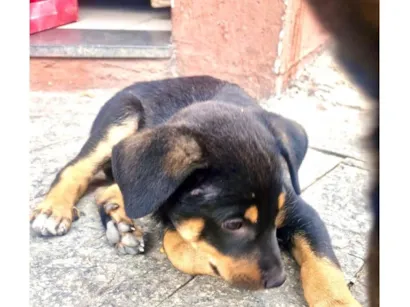 Cachorro raça SRD-ViraLata idade 2 a 6 meses nome Nescau bb2meses porte Pequeno