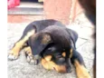 Nescau bb2meses porte Pequeno