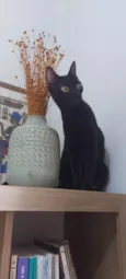 Lua