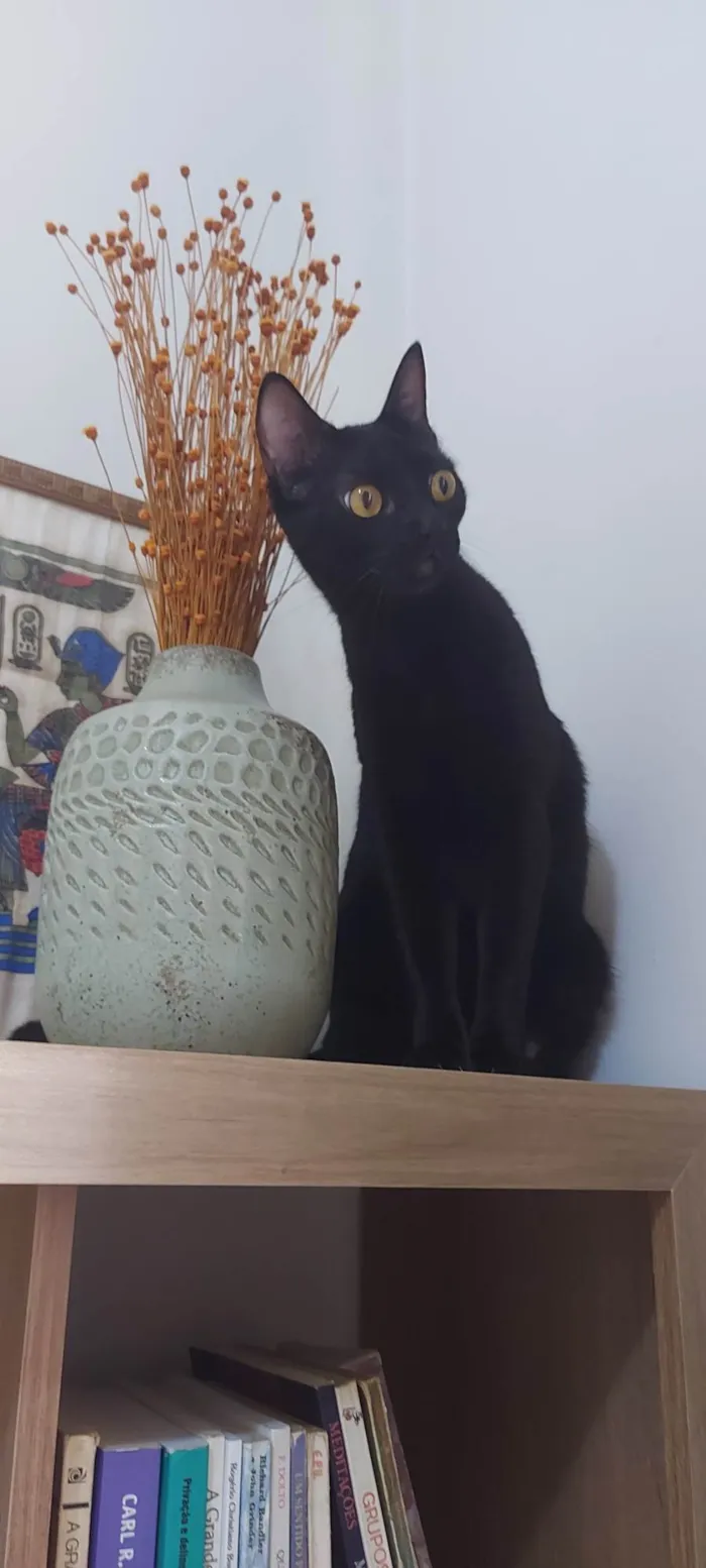 Gato ra a SRD-ViraLata idade 2 anos nome Lua