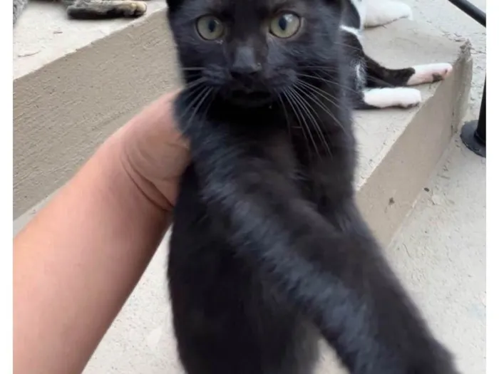 Gato ra a SRD-ViraLata idade 2 a 6 meses nome Sem nome