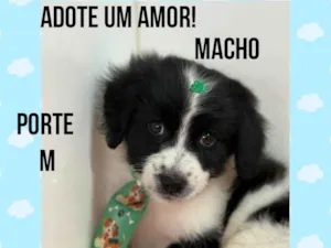 Cachorro raça SRD-ViraLata idade Abaixo de 2 meses nome Theo