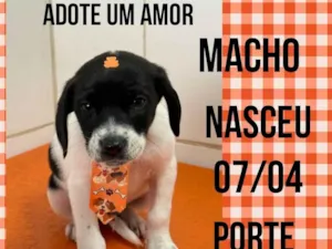 Cachorro raça SRD-ViraLata idade Abaixo de 2 meses nome Miguel