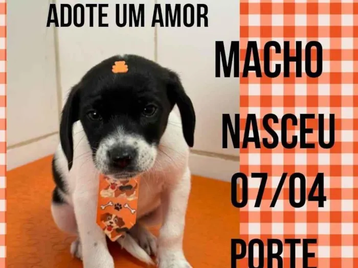 Cachorro ra a SRD-ViraLata idade Abaixo de 2 meses nome Miguel