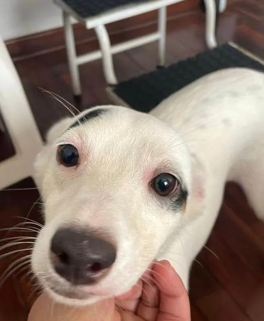 Cachorro ra a SRD-ViraLata idade 2 anos nome Bella