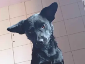 Cachorro raça SRD-ViraLata idade 2 anos nome Pretinho 