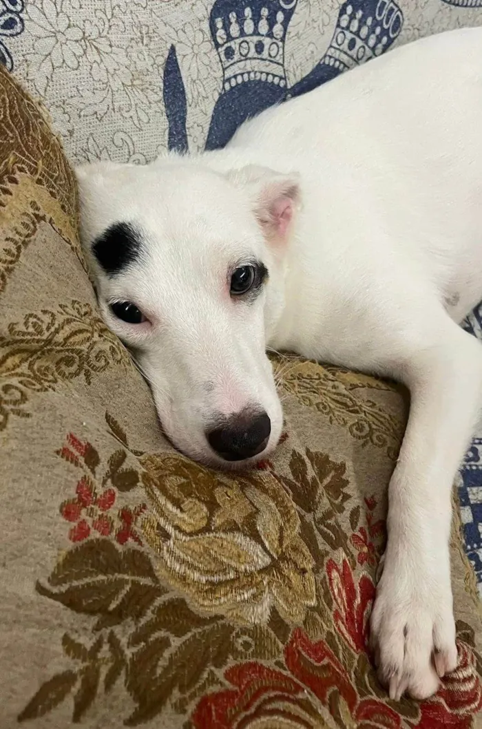 Cachorro ra a SRD-ViraLata idade 2 anos nome Bella