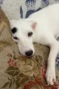 Bella