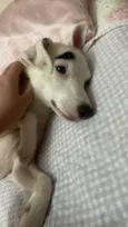 Bella