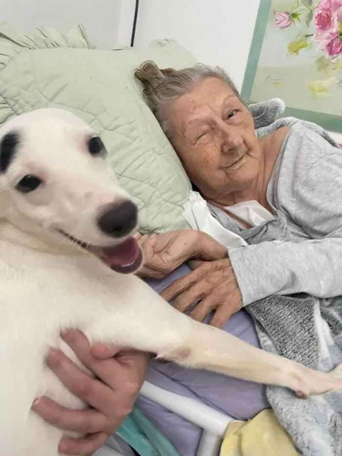 Cachorro ra a SRD-ViraLata idade 2 anos nome Bella