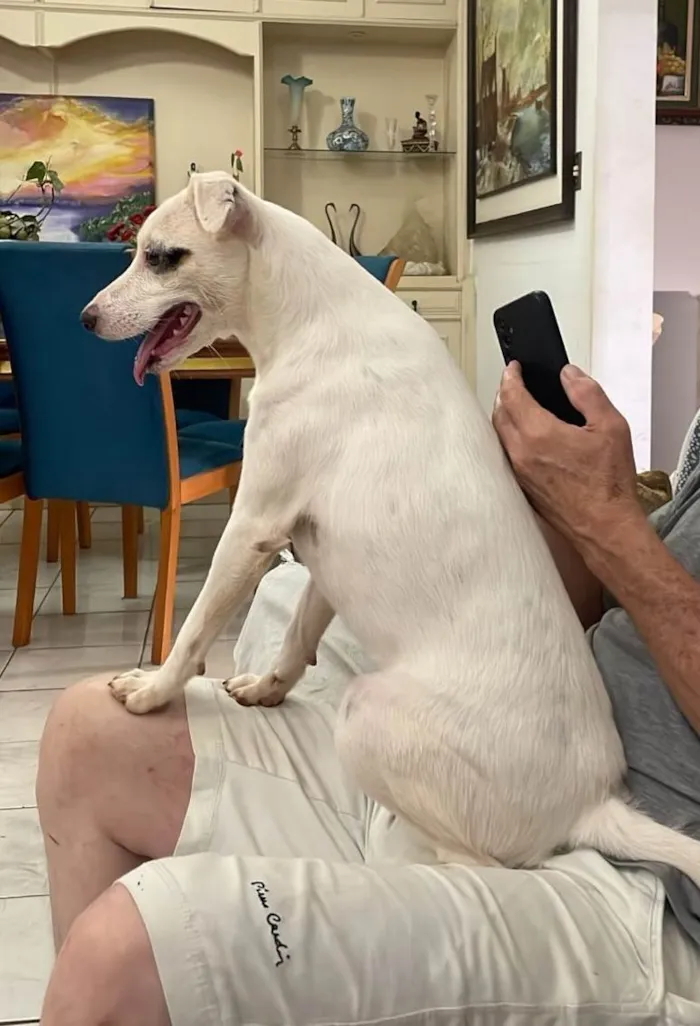 Cachorro ra a SRD-ViraLata idade 2 anos nome Bella
