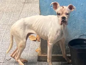 Cachorro raça Boxer idade 5 anos nome Vênus