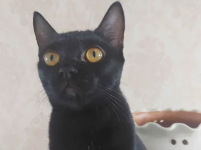 Gato raça SRD-ViraLata idade 2 anos nome Lua