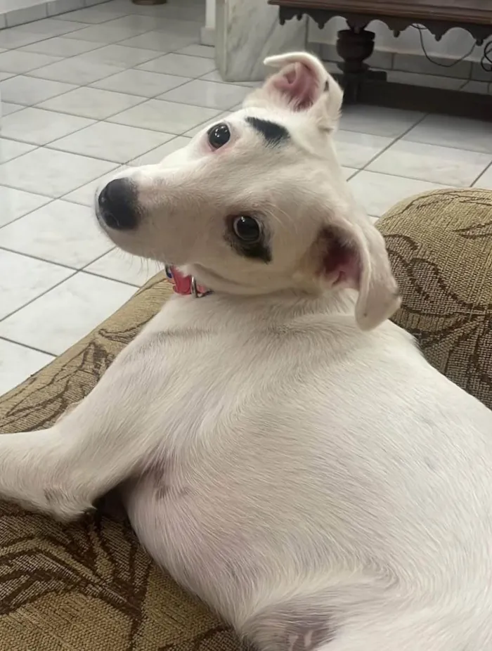 Cachorro ra a SRD-ViraLata idade 2 anos nome Bella