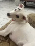 Bella