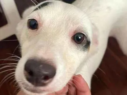 Cachorro raça SRD-ViraLata idade 2 anos nome Bella