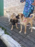 buldogue misturado