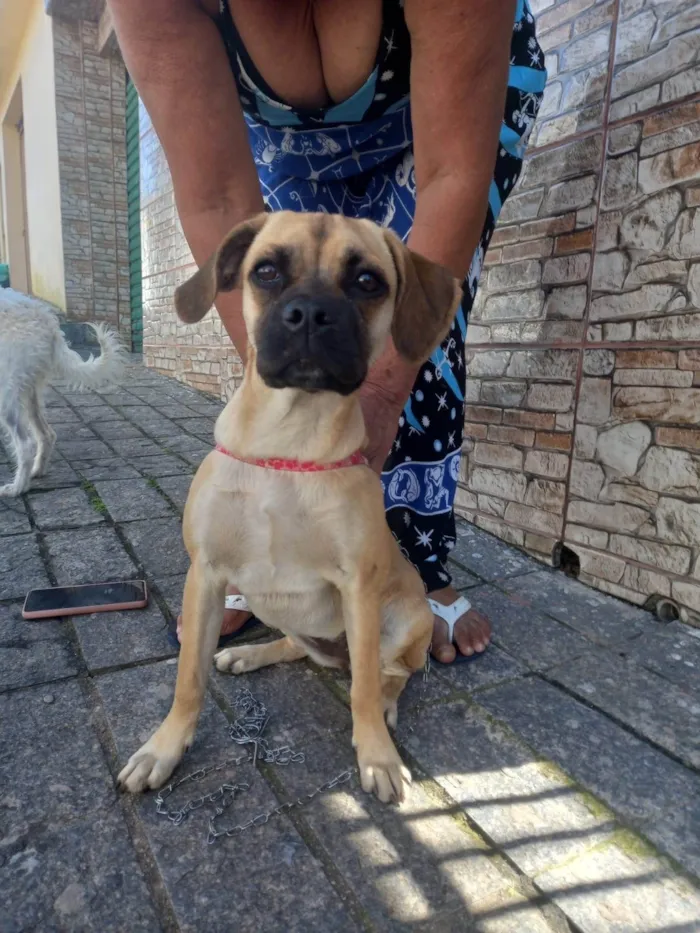 Cachorro ra a SRD-ViraLata idade 2 a 6 meses nome  buldogue misturado