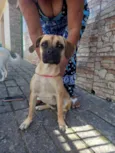buldogue misturado