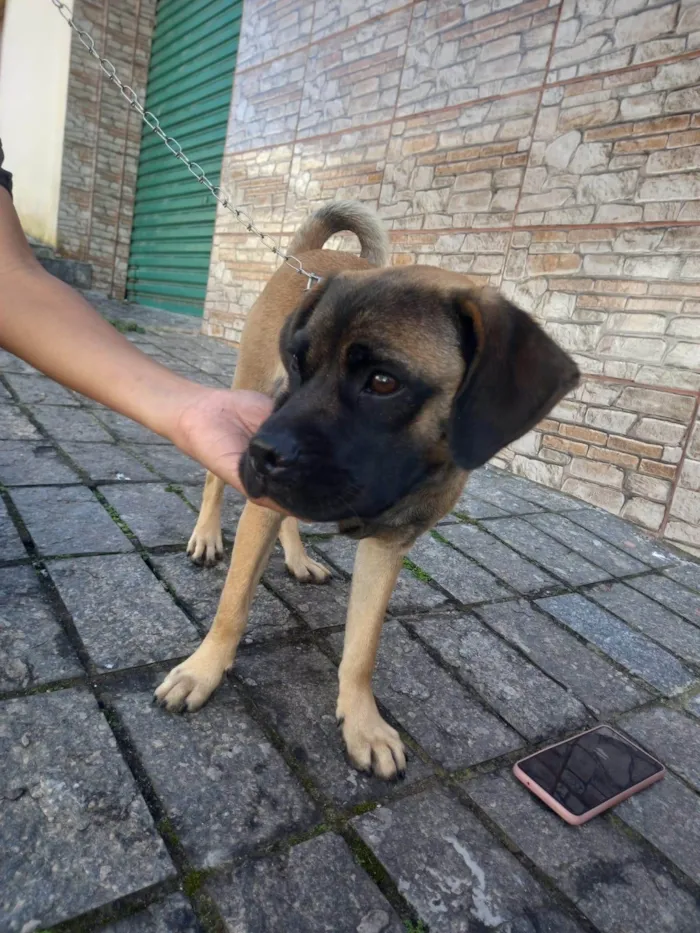 Cachorro ra a SRD-ViraLata idade 2 a 6 meses nome  buldogue misturado