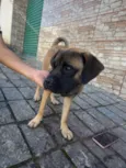 buldogue misturado
