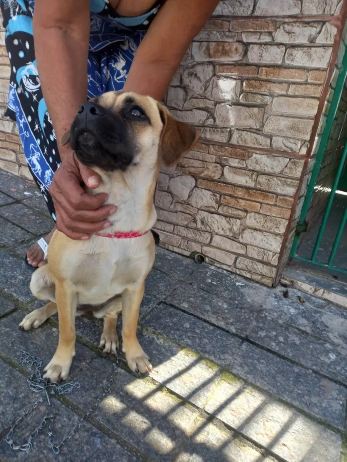 Cachorro ra a SRD-ViraLata idade 2 a 6 meses nome  buldogue misturado