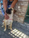 buldogue misturado