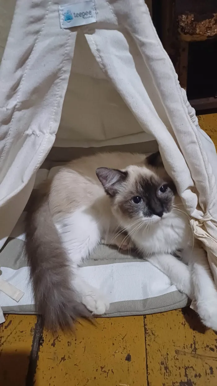 Gato ra a Siamês idade 2 a 6 meses nome Siamesa Peluda adocao